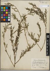 Foto von Salix purpurea L.